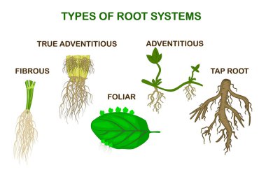 Beyaz arka planda izole edilmiş bitki, monokotlar ve diktotların kök sistemlerinin türleri. Taproot, maceraperest, gerçek maceracı, kurnaz ve lifli kök karşılaştırması. Ana merkezi kök ve ince dallanma sistemine sahip bitki parçası. Biyoloji eğitimi