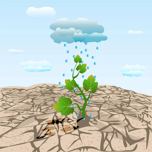 Dry cracked land with plant sprout and rainy cloud. Young tree growing on arid ground. Rain drops falling on the green sprout in desert soil. Soil erosion and desertification. Land degradation, water shortage and drought. Concept of new life. Vector