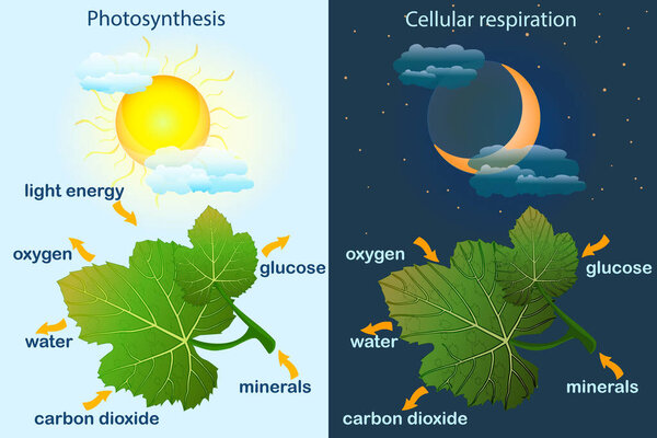 Photosynthesis diagram. Process of plant produce oxygen. Photosynthesis process labelled. Science education botany poster. Photosynthesis process poster with plant, text and arrows. Stock vector illustration