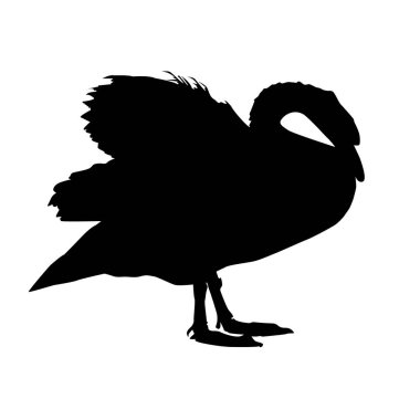 Siyah kuğu silueti beyaz arka planda izole edilmiş. Göl kıyısında yalnız ve yalnız bir su kuşu dinleniyor. Beyaz kuğu pençeleri üzerinde duruyor. Vahşi yaşam cygnus. Hayvanat bahçesi, biyoloji ya da kuş bilimi için tasarım. Stok vektörü