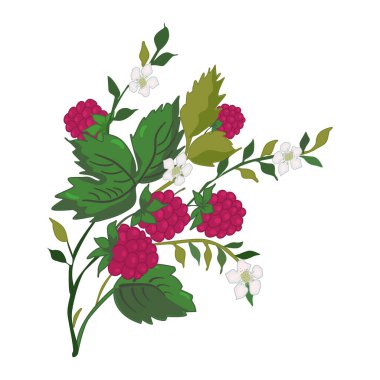 Beyaz arka planda yabani ahududu. Ahududu, yapraklar ve çiçekler. Yeşil yapraklı ve böğürtlenli kırmızı ahududu çalısı. Böğürtlen yetiştiriyorum. Çay etiketi için tasarım. Stok vektör illüstrasyonu