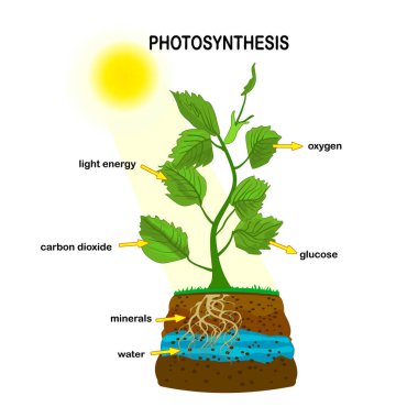 Fotosentez diyagramı. Bitkinin işleyişi oksijen üretir. Fotosentez süreci etiketli. Fen eğitimi botanik posteri. Bitki, metin ve oklarla fotosentez süreci posteri. Stok vektör illüstrasyonu