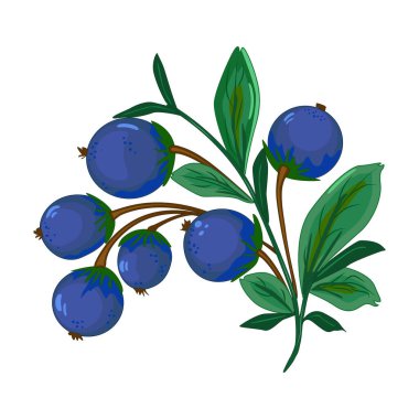 Beyaz arka planda izole edilmiş mavi böğürtlenli ağaç dalı. Böğürtlen dalları ve yeşil yapraklar. Vahşi yaşam ya da olgun meyve bahçeleri. Tatlı meyveli bitki sapı. Tak vektör illüstrasyonu
