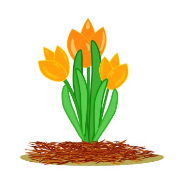 Beyaz arka planda, lale ve kırmızı gübre içeren çimenlik konsepti. Bitkilerin çimenliği, toprak koruması. Peyzaj tasarımı saman. Tarım kırsal alanda mevsimlik işler. Stok vektör illüstrasyonu