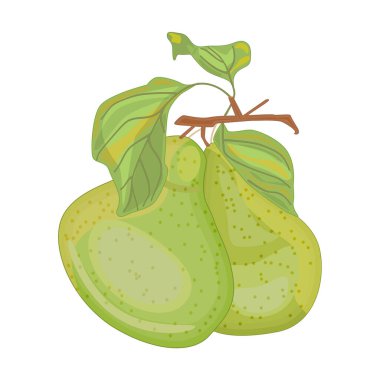 Armutlar beyaz arka planda izole edilmiş. Taze bahçe meyvesi. Yapraklı tatlı armut. Dal üzerinde iki olgun yeşil armut. Vejetaryen vitamin ürünü. Doğal tatlı konsepti. Stok vektör illüstrasyonu