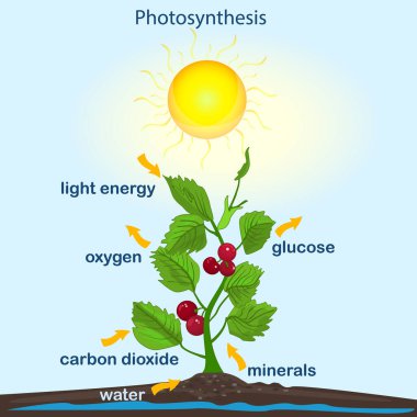 Fotosentez diyagramı. Bitkinin işleyişi oksijen üretir. Fotosentez süreci etiketli. Fen eğitimi botanik posteri. Bitki, metin ve oklarla fotosentez süreci posteri. Stok vektör illüstrasyonu
