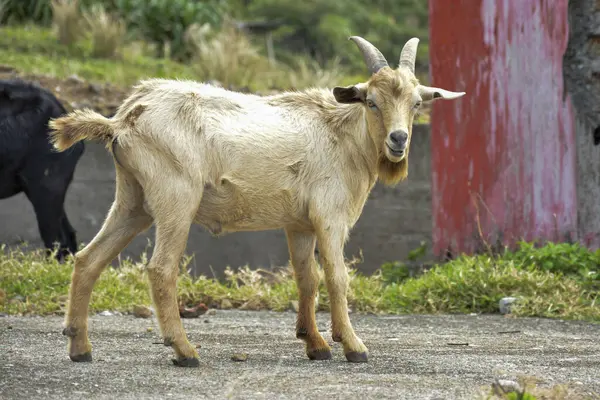 Tan and White Goat Outdoors: A goat with light brown and white fur and horns standing on a paved ground with other goats visible in the background.