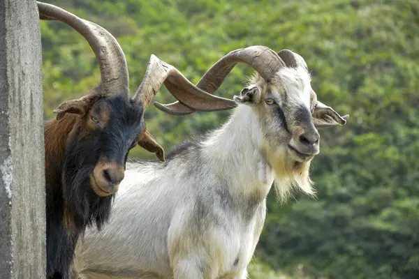 Close-Up of Two Horned Goats: A close-up view of two goats with large, curved horns, one brown and one white, standing near a concrete structure with a blurred green background.