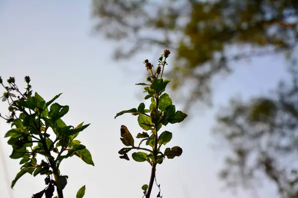 Close-Up of Plant Silhouettes: A view highlighting the detailed silhouettes of small plants with leaves and developing seeds against a bright background.