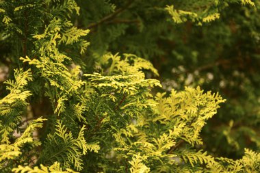 A close-up of the attractive yellow and green variegated leaves of an evergreen tree.