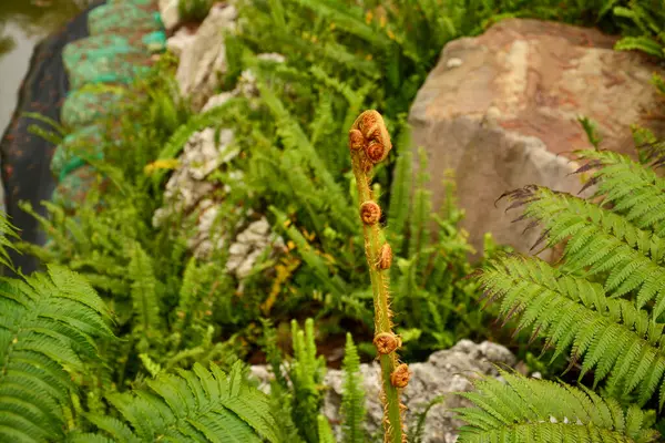 A close-up of a developing fiddlehead fern, surrounded by mature fronds and rocks. Fern frond emerging in a lush setting.