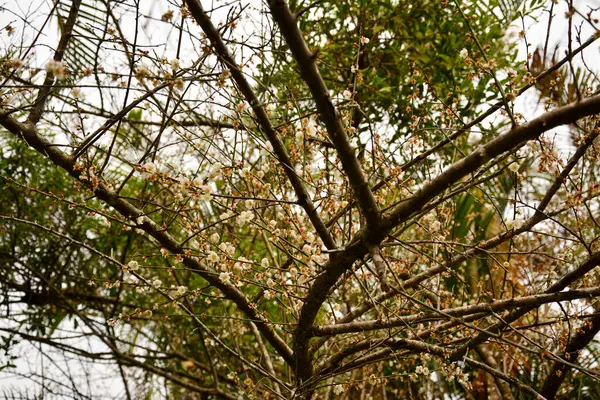 Nature's Awakening: Upward View of a Tree Branching Out with Tiny White Flowers.