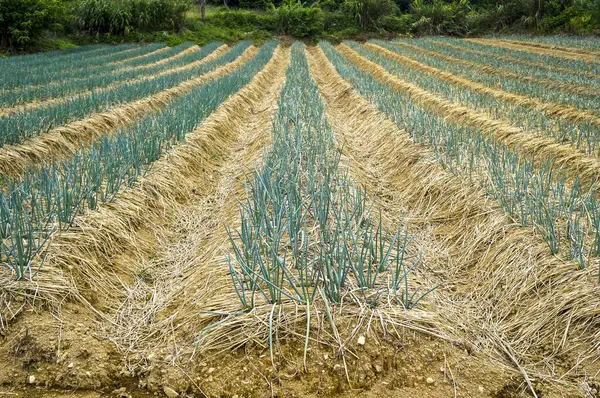 Rows of Spring Onions with Straw in Field: An image showcasing neat rows of spring onions emerging from soil covered with straw mulch in a field.