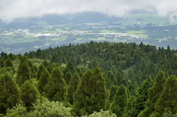 Lush green cedar forest densely grows on the hillside.