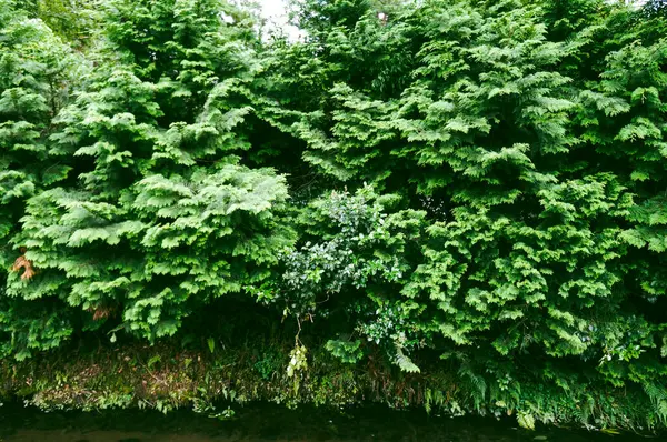 Tranquil Waterside Scene with Dense Greenery: A serene scene of lush green trees and plants growing along the edge of a stream or pond.