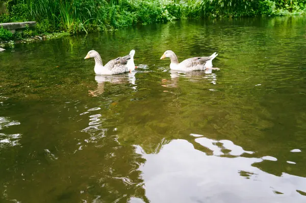 Toulouse Geese Swimming in a Lush Green Setting: An image of two Toulouse geese swimming in a pond surrounded by vibrant green vegetation.