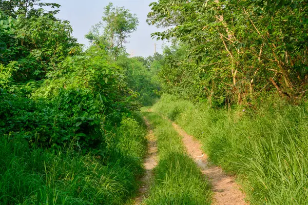 Elevated train track with a high-speed rail, lush greenery, and an electric tower in the countryside.