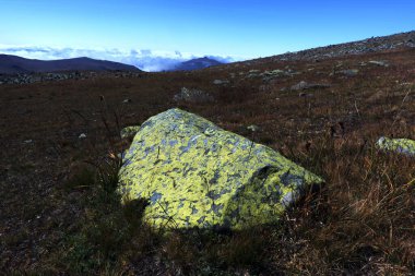 A large rock covered with yellow-green lichens in an alpine mountain field, with a scenic view of hills and clouds in the background.