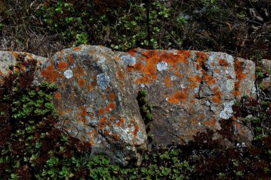 A stone block covered with patches of orange lichens, growing among alpine vegetation and wild plants.