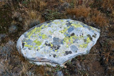 A large oval rock covered with green lichens in a highland meadow, representing the resilience of simple life forms in alpine ecosystems