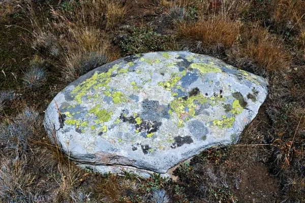 A large oval rock covered with green lichens in a highland meadow, representing the resilience of simple life forms in alpine ecosystems