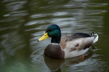 Bytom, Polonya 'daki güzel gölde ördek yüzüyordu.