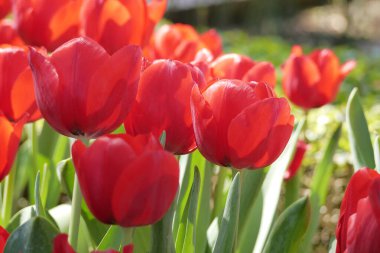 Red tulips garden. Red tulips bloom in the sun.