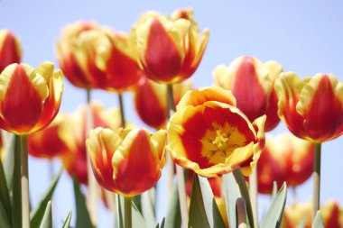 Red tulips (Tulip Leen Van Der Mark) bloom under sunshine in the garden. Super showy cardinal red with contrasting creamy yellow edges that fade to white as the flower matures.