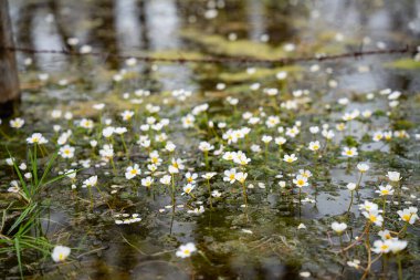 White water flowers in shallow marsh with green grass. Ranunculus peltatus, pond water-crowfoot. Close up. Small white delicate flowers with natural pond environment. Floral and nature concept