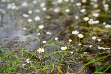 White water flowers in shallow marsh with green grass. Ranunculus peltatus, pond water-crowfoot. Close up. Small white delicate flowers with natural pond environment. Floral and nature concept