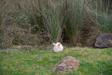White rabbit with pink eyes sitting on green grass in natural field environment. Cute rabbit with brown spots and long ears. Wildlife, animal life and habitat concept