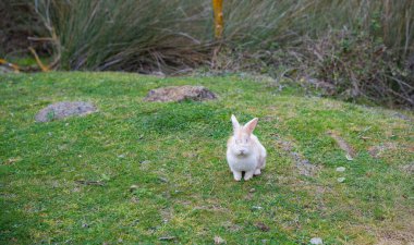 White rabbit with pink eyes sitting on green grass in natural field environment. Cute rabbit with brown spots and long ears. Wildlife, animal life and habitat concept
