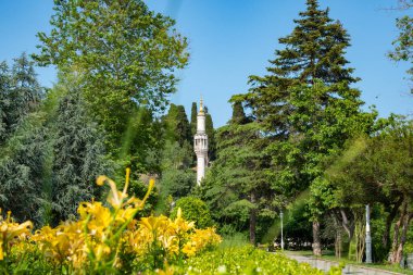 Springtime bloom in Yildz Park pathway with vibrant yellow lilies and Ottoman minaret. Peaceful garden scene with historic tower. Charming public park in Besiktas, Istanbul, Turkey
