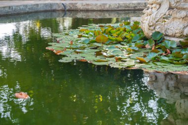 Lily pads on green pond with calm water. Natural serenity water garden with floating leaves and tranquil reflections. Stillness and stone by the pond. Outdoor setting