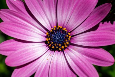 Canlı pembe yapraklar bir papatyanın koyu mavi ve sarı merkezinden yayılır. Karmaşık detaylar ve canlı renkler göze çarpıcı bir çiçek dekoru oluşturuyor. Comox, BC 'de bir bahçede büyüyen Afrikalı Daisy..