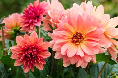 Canlı turuncu yıldız çiçekleri yemyeşil bir alanda çiçek açar ve canlı bir renk gösterisi yaratır. Yapraklar farklı renklerde parlıyor, bahçeye derinlik ve zenginlik katıyor..