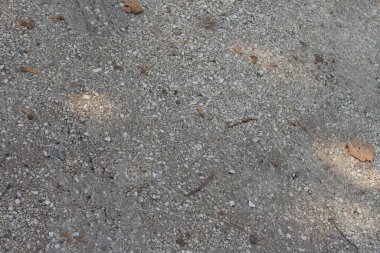 Küçük taşlar ve dağınık yapraklardan oluşan doğal bir yol görülebilir. Güneş ışığı yerde desenler oluşturur. İzlerin toprak tonlarını ve dokularını vurgular..