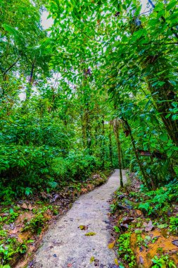 Tenorio Volkan Ulusal Parkı, El Pilon İstasyonu, Alajuela Eyaleti, Guatuso, Kosta Rika Ormanı 'ndan geçen yol..