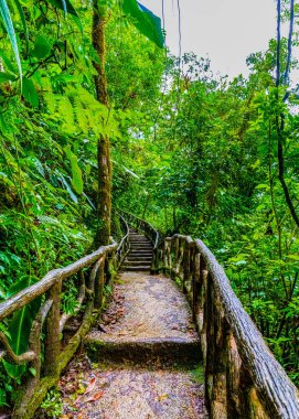Tenorio Volkan Ulusal Parkı, El Pilon İstasyonu, Alajuela Eyaleti, Guatuso, Kosta Rika Ormanı 'ndan geçen yol..