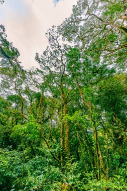 Bulut Ormanı, Gökyüzü Maceraları Monteverde Parkı, Monteverde, Kosta Rika.