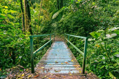 Bulut Ormanı, Gökyüzü Maceraları Monteverde Parkı, Monteverde, Kosta Rika.