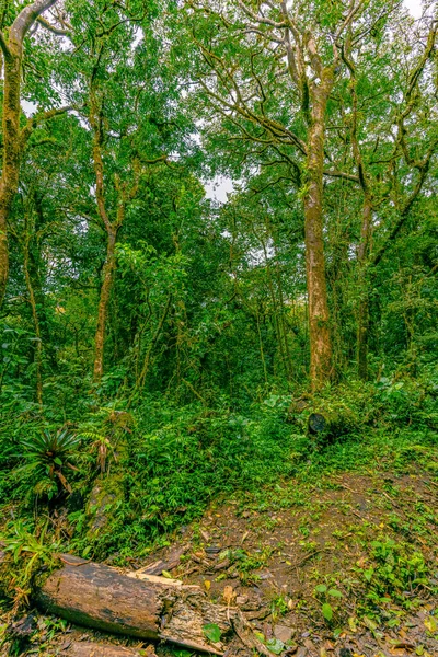 Widok Las Chmur Sky Adventures Monteverde Park Monteverde Kostaryka — Zdjęcie stockowe