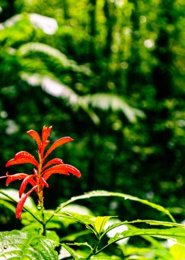 Bulut Ormanı, Gökyüzü Maceraları Monteverde Parkı, Monteverde, Kosta Rika.