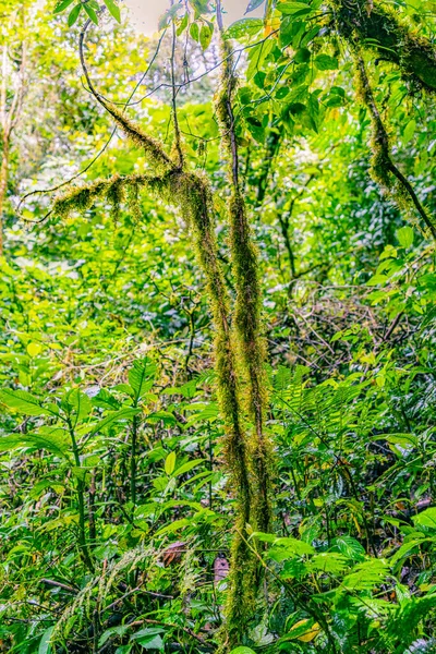 View Cloud Forest Sky Adventures Monteverde Park Monteverde Costa Rica — Stock Photo, Image