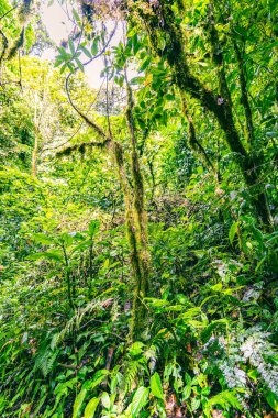 Bulut Ormanı, Gökyüzü Maceraları Monteverde Parkı, Monteverde, Kosta Rika.