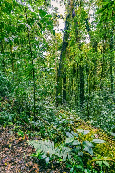 Widok Las Chmur Sky Adventures Monteverde Park Monteverde Kostaryka — Zdjęcie stockowe