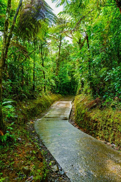 Ścieżka Przez Dżunglę Parku Narodowym Tenorio Stacja Pilon Prowincja Alajuela — Zdjęcie stockowe