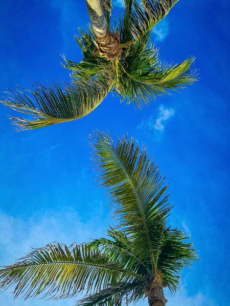 Upward View of Lush Palm Fronds Against a Clear Blue Sky.