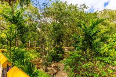 Yeşillik ve Yol Ik-Kil Cenote, Yucatan, Meksika