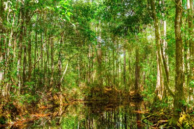 Okefenokee Bataklık Parkı 'ndaki Yoğun Yeşil Orman' ın Huzurlu Yansımaları. Georgia, Florida, ABD..